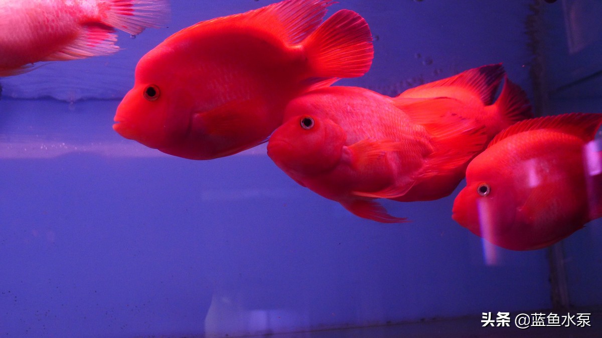 蓝鲨鹦鹉鱼饲养方法视频,饲养鹦鹉鱼要经常换水吗