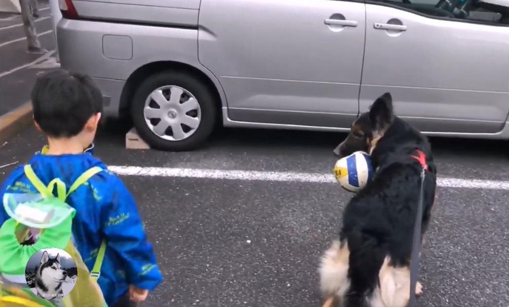 德牧兄弟最新视频,德牧狗5岁了