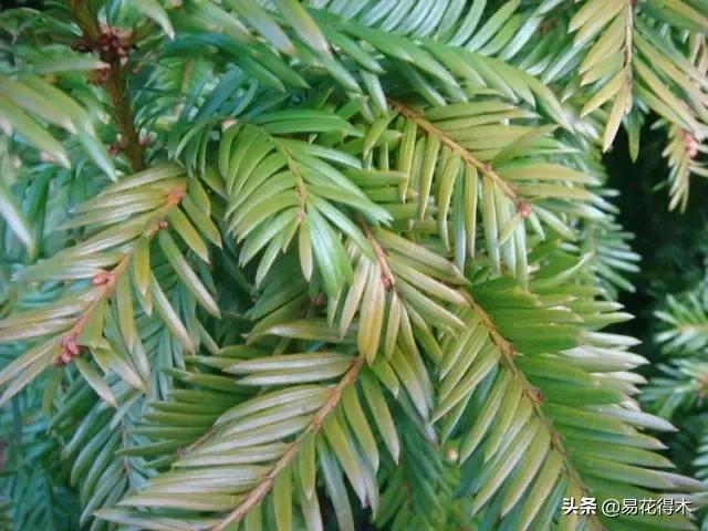 红豆杉和水杉有什么区别,红豆杉和水杉怎么辨别