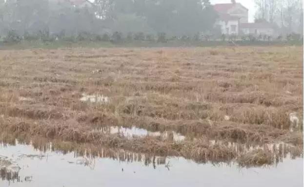 小龙虾越冬管理方法,小龙虾过冬怎么人为解决