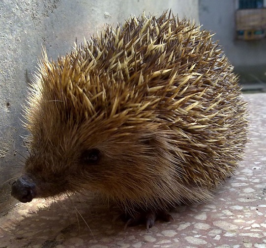 野生的刺猬违法吗,养野生刺猬犯法