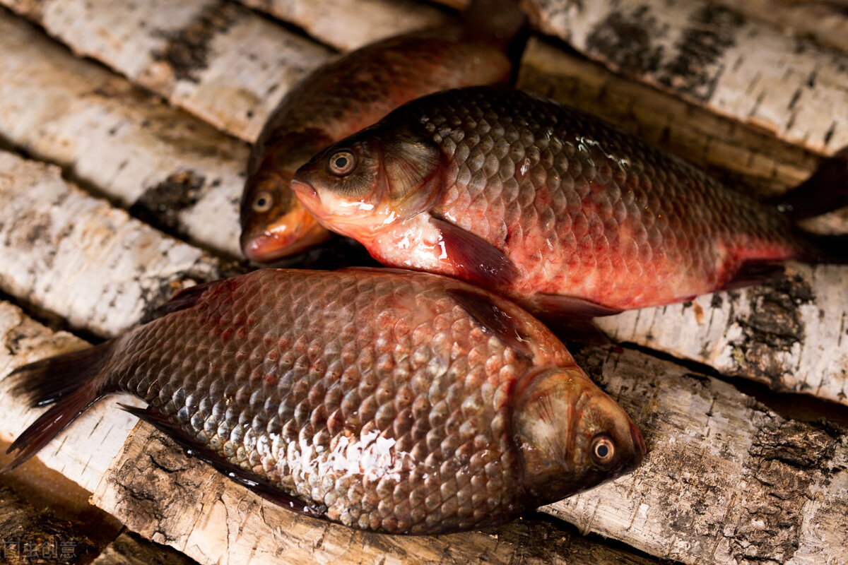 买鲫鱼怎么挑没有籽的鱼,教你怎么挑鲫鱼