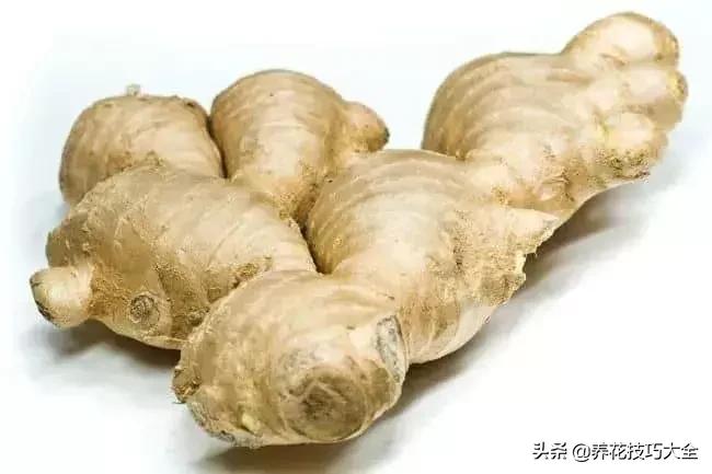 生姜可以直接埋花盆的土里保存吗,生姜在沙里发芽可以直接种植吗