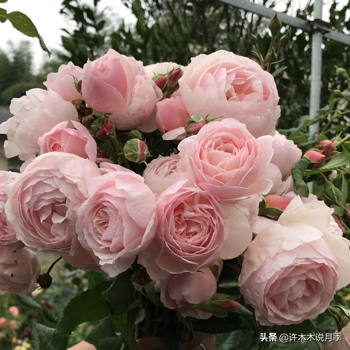 月季红蜘蛛紧急处理,月季红蜘蛛怎么预防