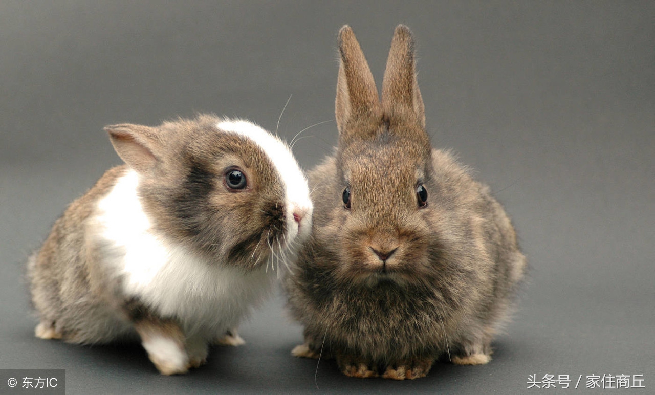 古代商丘成语故事,关于商丘的成语故事及寓意