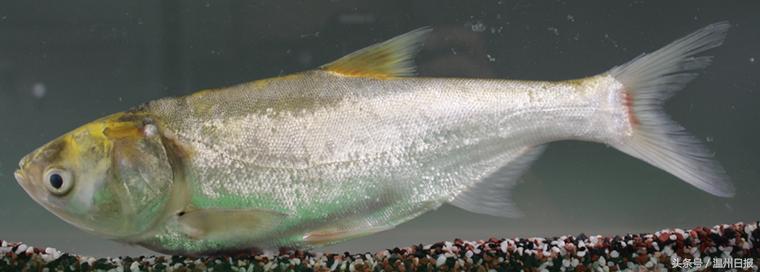 瓯江流域温州段鱼类图谱,温州淡水鱼大全