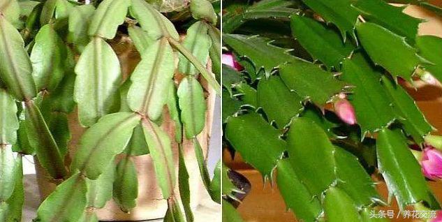 养护蟹爪兰用这些方法，每年都能开出灿烂的花朵