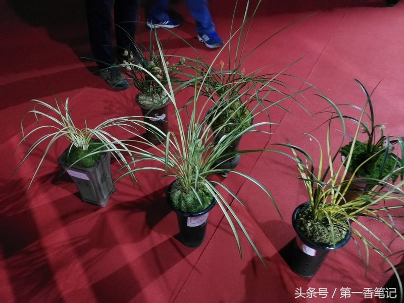 2020年云南兰花展获奖图片,2018年昆明兰花展精品图片