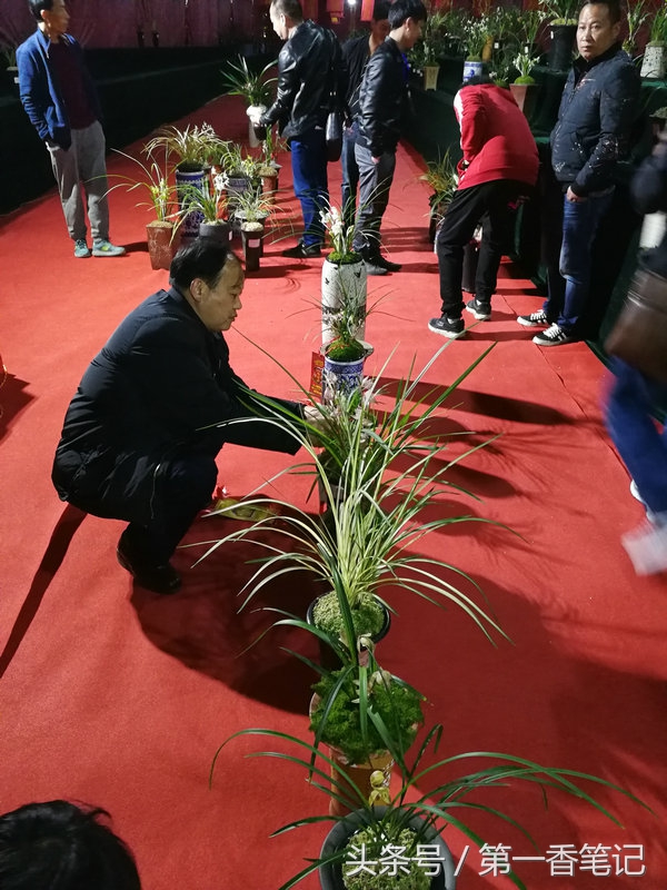 2018年昆明兰花展精品图片,云南兰花展作品欣赏