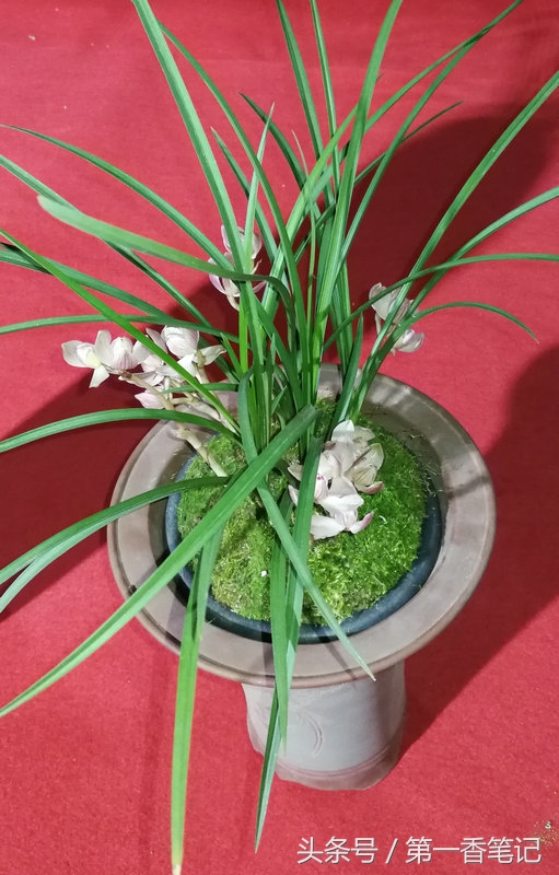 2018年昆明兰花展精品图片,云南兰花展作品欣赏