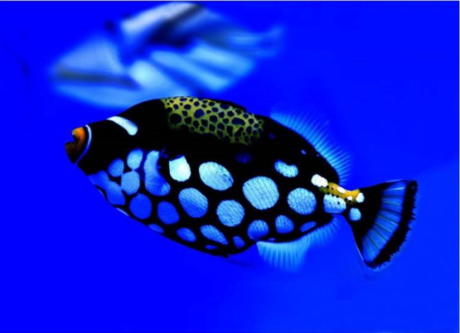 五彩缤纷绚丽多彩的观赏鱼,多彩缤纷的热带鱼图片