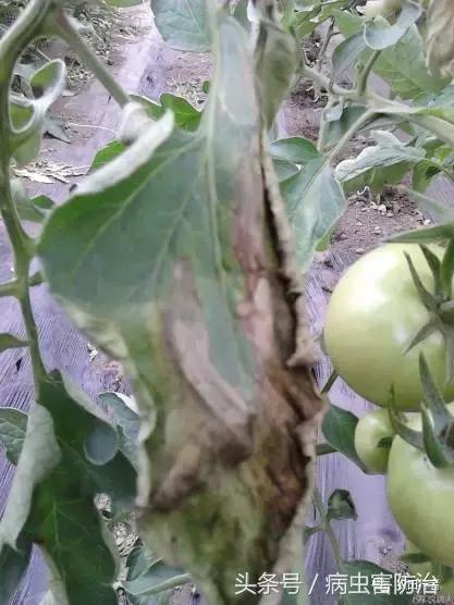 西红柿溃疡病这样防治，再得病别怨没和你说！