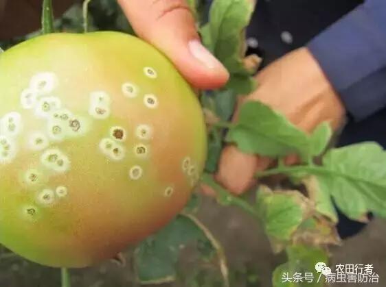 西红柿溃疡病这样防治，再得病别怨没和你说！