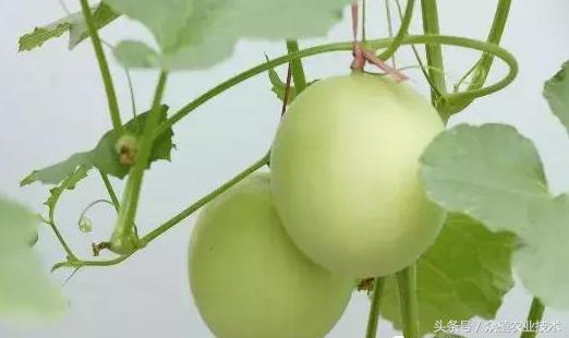 甜瓜育苗方法全过程,甜瓜育苗的正确方法视频