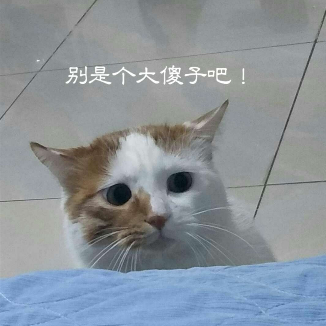 新晋铲屎官必读,新晋铲屎官