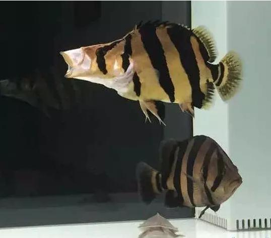 泰虎印尼虎和苏虎鱼哪个好看,泰虎印尼虎苏门答腊虎哪个好