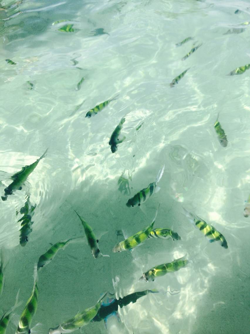 普吉岛酒店避雷,普吉岛跟团游避雷指南