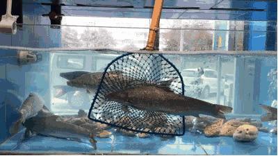 盛记海鲜窑岭店,海鲜盛宴蒸汽海鲜