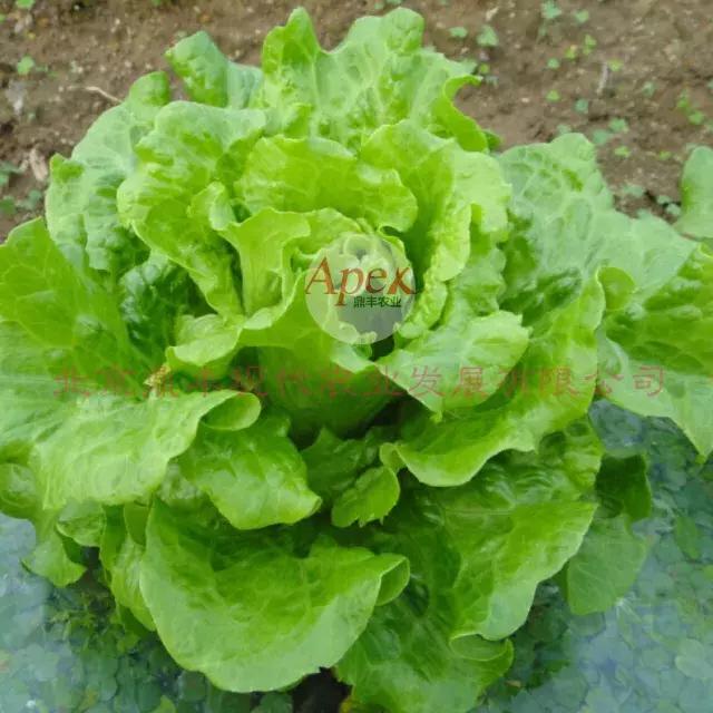 北京鼎丰生菜种子,专注成就专业品质铸就品牌