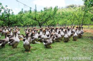 鹅的养殖前景怎样,现代牧草养鹅前景怎么样