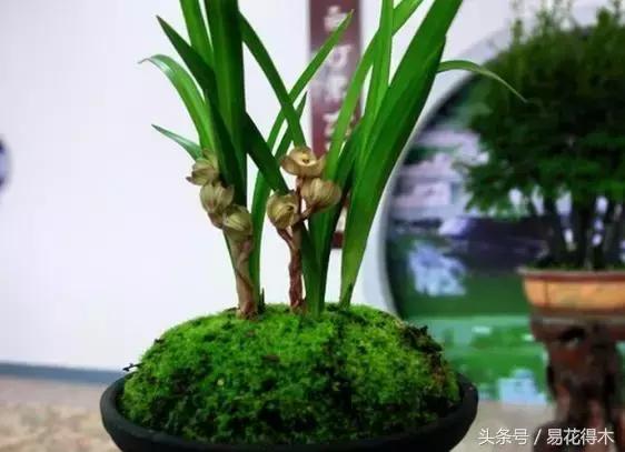 惊蛰适合播种哪些花木盆栽,惊蛰过后盆栽怎么养活好