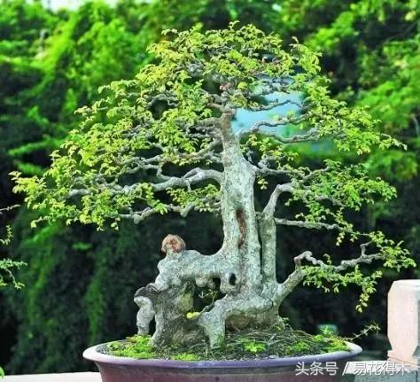 惊蛰适合播种哪些花木盆栽,惊蛰过后盆栽怎么养活好