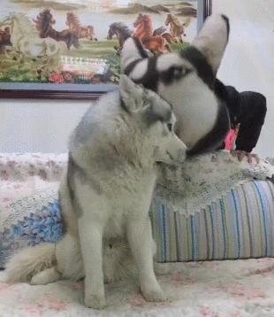 治好了我多年萝莉控技巧高超的内涵动态图