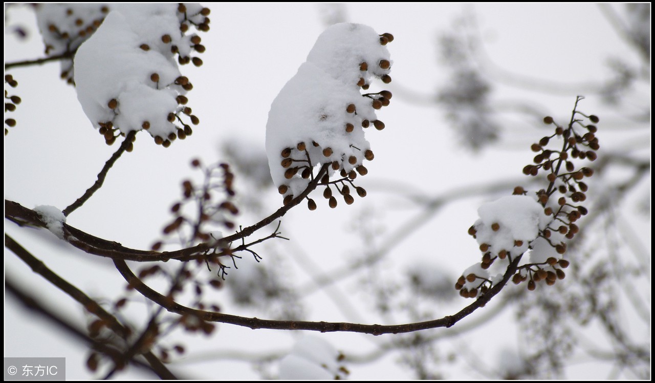 抖音雪中花,雪中花简谱