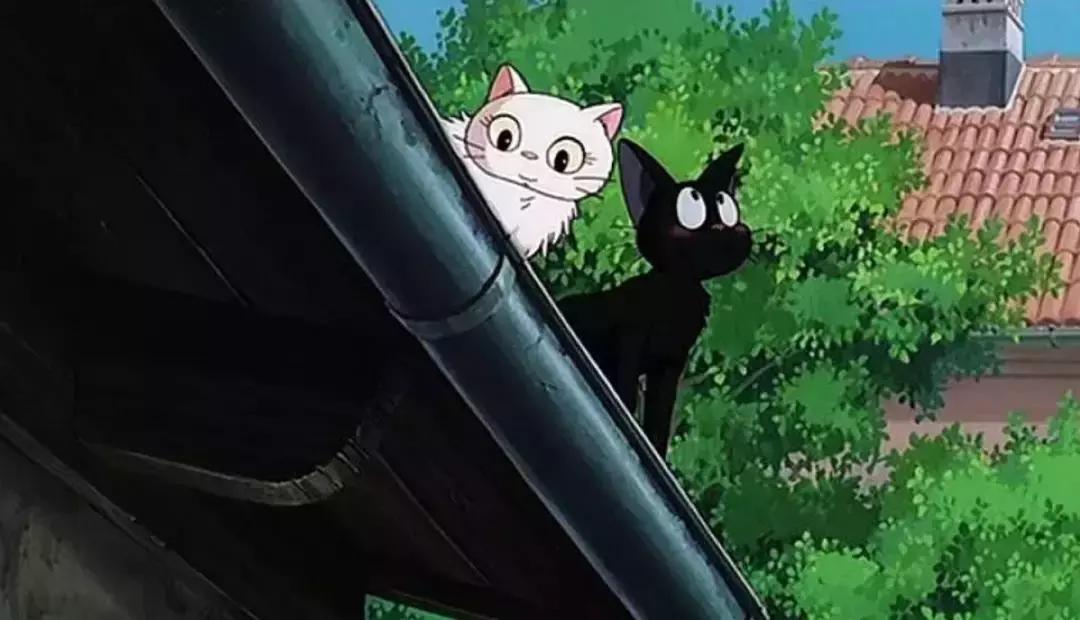 感觉自己养了一只猫是假猫 (你会觉得自己养了一只假猫吗)