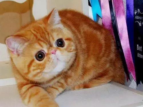 感觉自己养了一只猫是假猫 (你会觉得自己养了一只假猫吗)