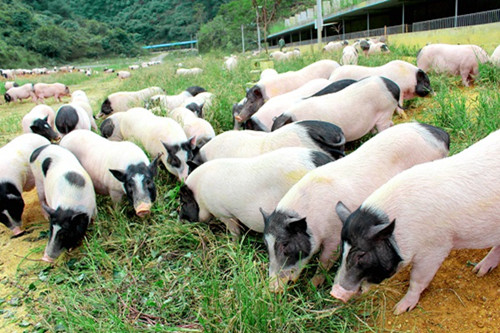 养香猪赚钱吗现在多少钱,养殖香猪50头的利润大吗