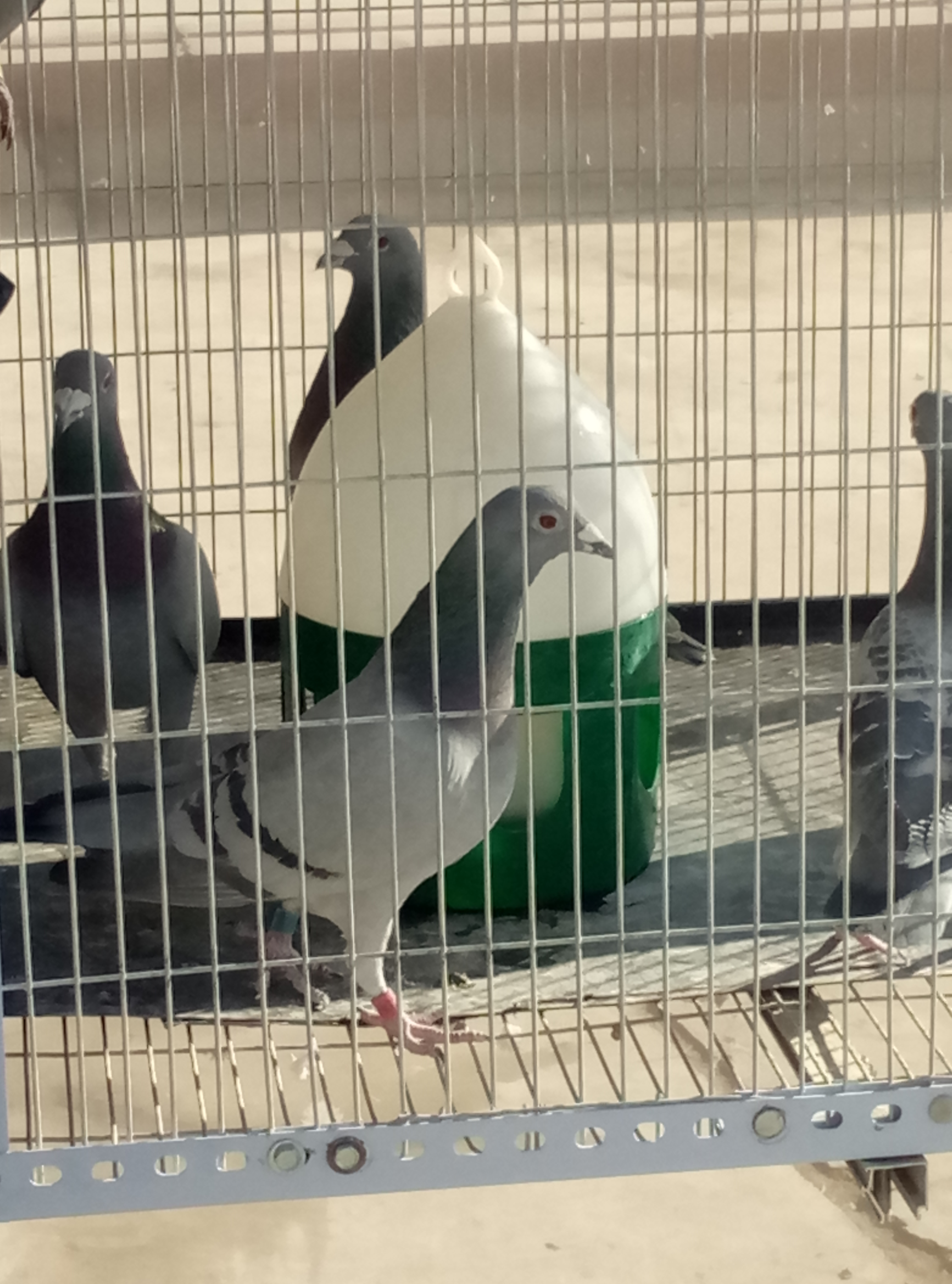 怎么能快速调理赛鸽,赛鸽如何调理能飞出好成绩