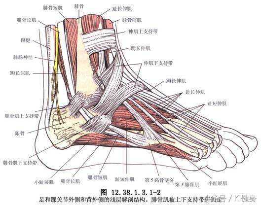 足部运动学解剖，总是莫名其妙疼？（下篇）开脑洞