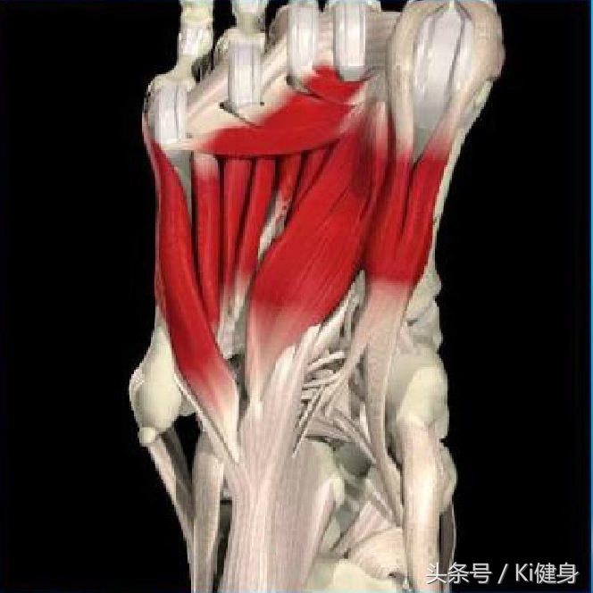 足部运动学解剖，总是莫名其妙疼？（下篇）开脑洞