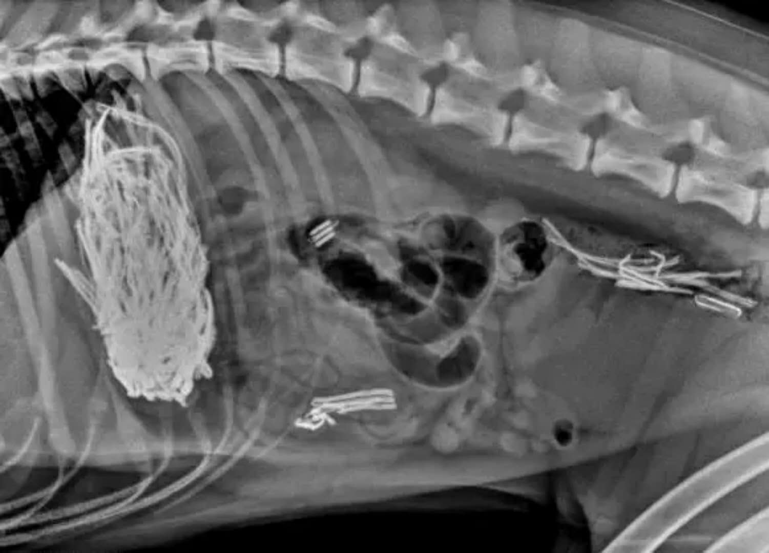 狗狗吞食异物症状,狗狗不小心吞下了异物该怎么解决