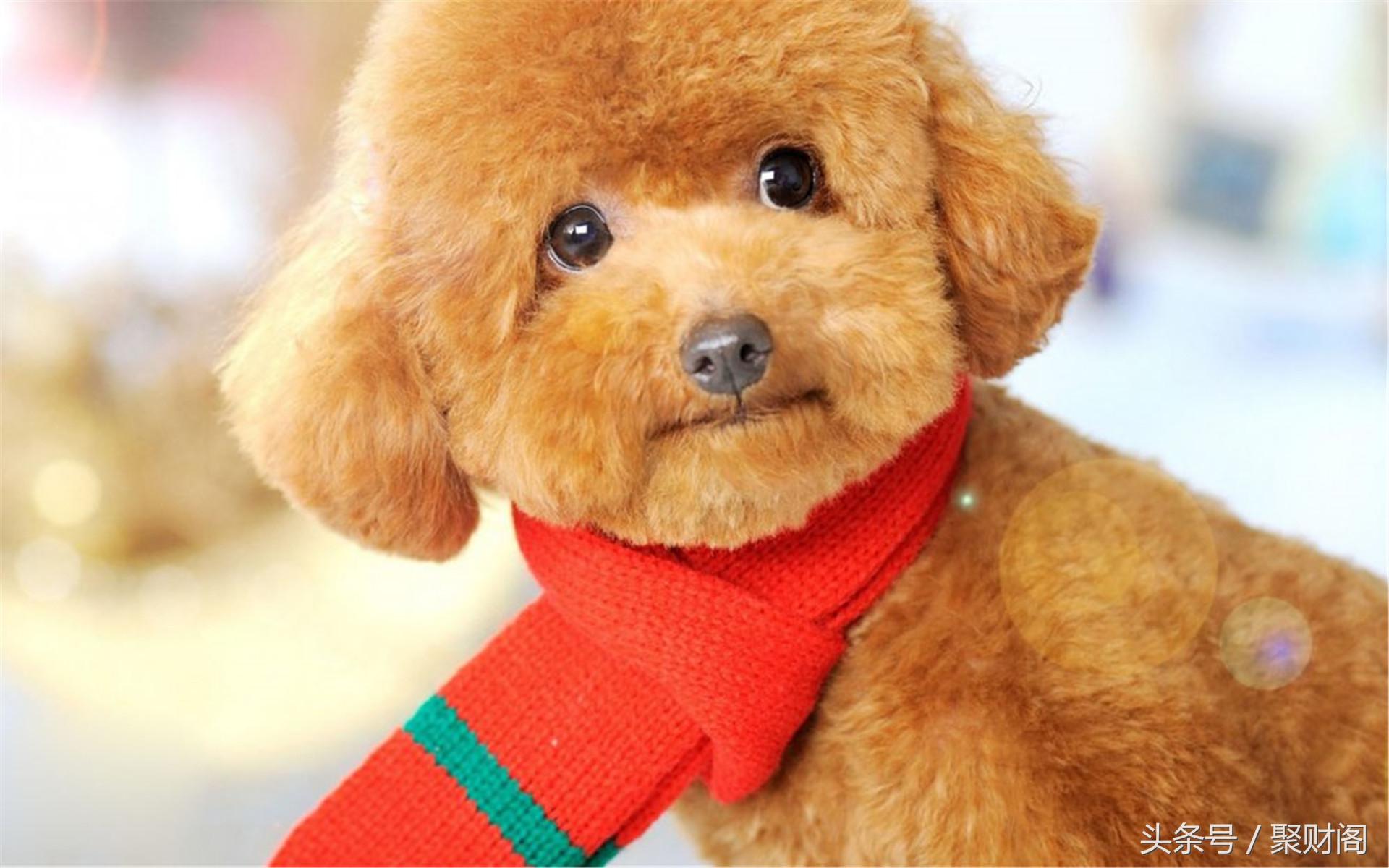 属狗人2022属狗的运势,狗年属狗人运势各月