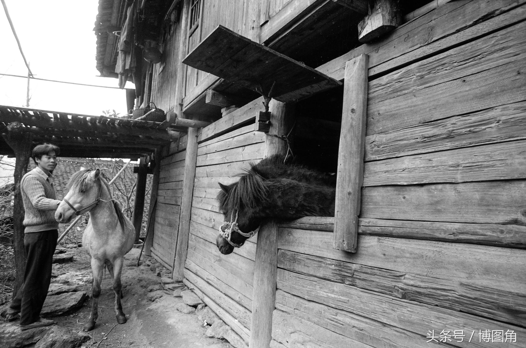 苗家风俗：除了斗鸡、斗牛，还斗马