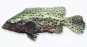 常见的大型海鲜鱼类有哪些,名贵海鲜鱼类大全