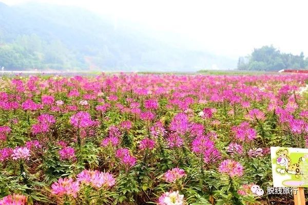 一秒钟搞定“花痴”攻略，别说我没帮你~