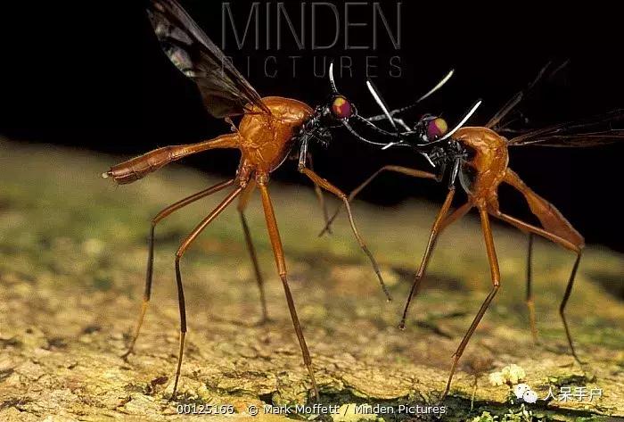 苍蝇的奇葩动作,奇葩宠物苍蝇