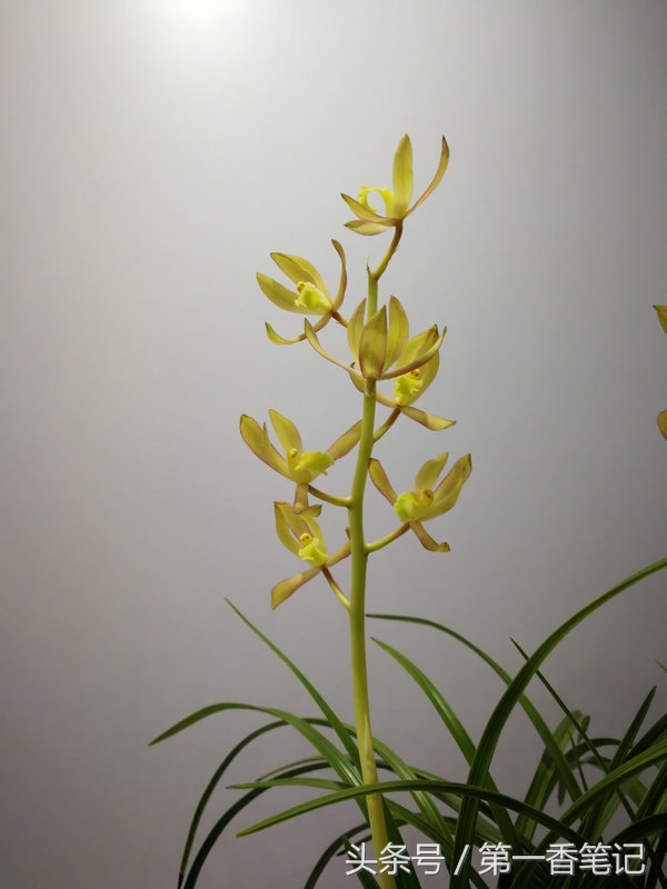 393：麻壳素不同于赤壳素以及兰花苞衣上麻的释义