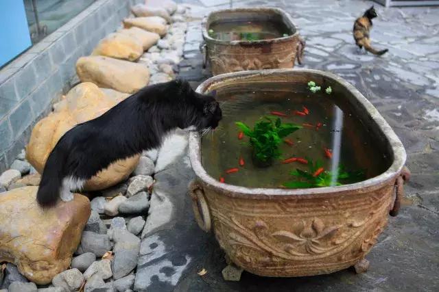 鐚眴妗堜欢,鐚眴鐩存挱琚墦浜嬩欢鍚庣画