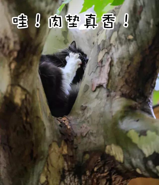 鐚眴妗堜欢,鐚眴鐩存挱琚墦浜嬩欢鍚庣画