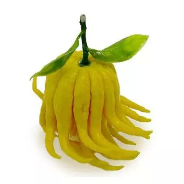 熏香佛手视频,佛手和香橼两味药加起来有啥功效