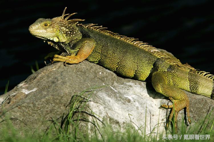 霰弹枪打大象真实事件,霰弹枪打动物真实视频