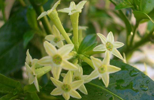 夜来香叶子枯黄怎么办,夜来香叶发黄怎样处理