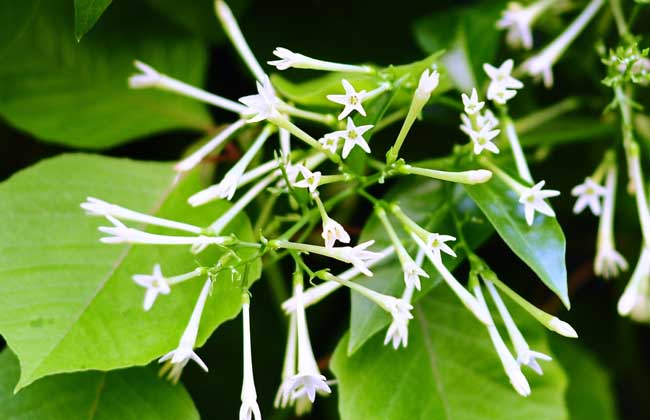 夜来香叶子枯黄怎么办,夜来香叶发黄怎样处理
