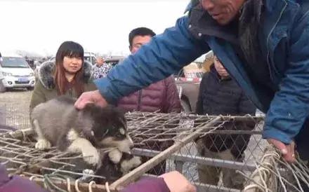 农民工500卖哈士奇,却没人敢买,路人教他喊“不拆不要钱”