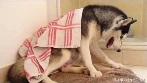 怀孕48天的哈士奇大肚子,哈士奇怀孕一般生多少个