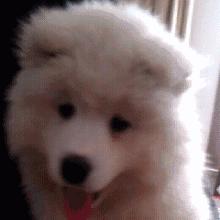 家里的萌宠,家里的萌宠长大后会变成什么样子